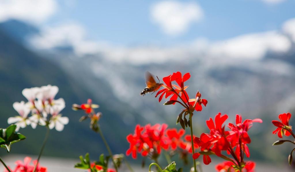 Artemis Easy Stay Self Check In-Out Saas-Fee Phòng bức ảnh